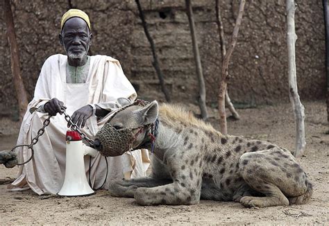 African Man With Hyena