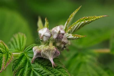 Raspberry Buds On A June Day Stock Photo Image Of Razz Scrub 186710454