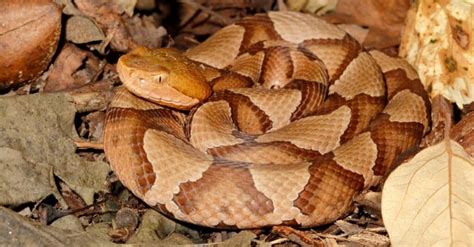 Khám phá khi Pennsylvania Copperheads hoạt động tích cực nhất