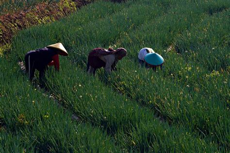 Ladang Bawang Petani Pertanian Foto Gratis Di Pixabay Pixabay