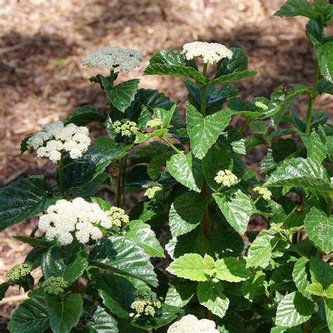 Proven Winners White Glitters And Glows Arrowwood Viburnum Flowering