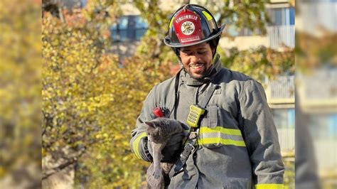 Watch Dc Firefighter Rescues Cat Stuck In Tree After Crew Responds To