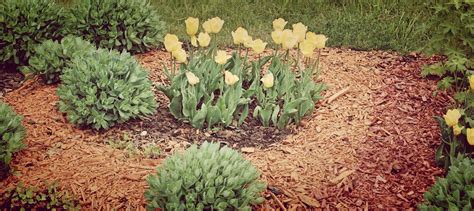 Types Of Landscape Mulch Installation Springfield Mo