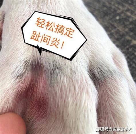 柴犬不能正常走路一瘸一拐的怎么办？狗狗趾间炎的治疗与预防皮康爽乳剂因为