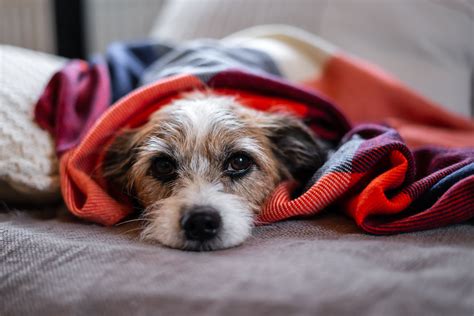 Tosa De Cachorro Cuidados Tipos E Dicas Pedigree