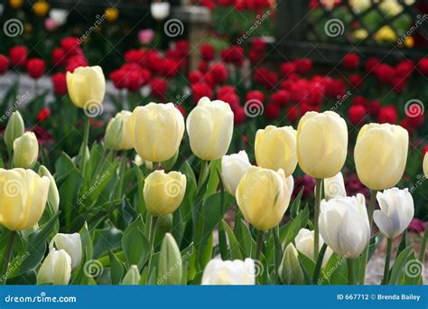 Tulips in spring stock photo. Image of bouquet, green, summer - 667712