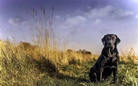 Labrador Retriever Trawa