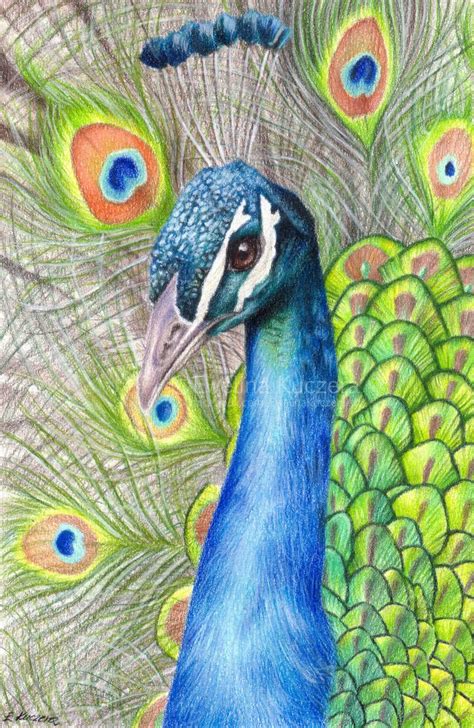 Peacock Drawing By Kot Filemon Peacock Drawing Peacock Art Art