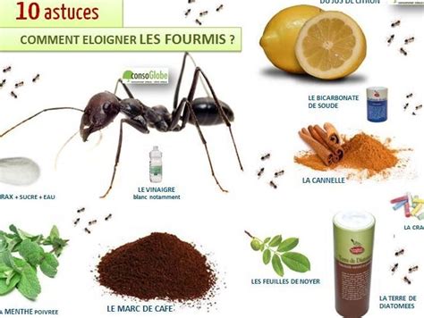 Guide pratique pour éliminer les fourmis de la chaussée Nuisibles Expert