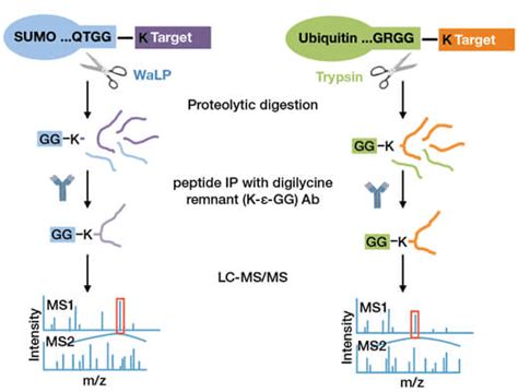 Ptmscan Sumoylation Remnant Motif Kit Sumoylation Proteomics Cell