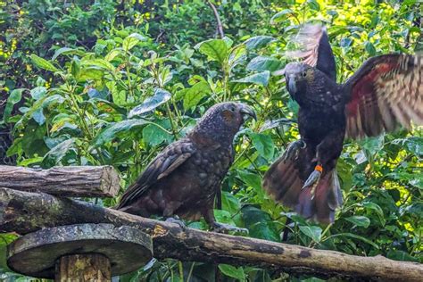 15 Things to KNOW Before Visiting Zealandia Ecosanctuary, Wellington