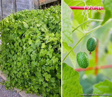 How To Grow Cucamelons Garden Gate