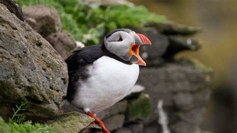 Wallpaper puffin, bird, beak, wildlife, stones hd, picture, image