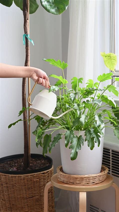 Watering Indoor Plants Hanging Plants Plants Small Garden Design