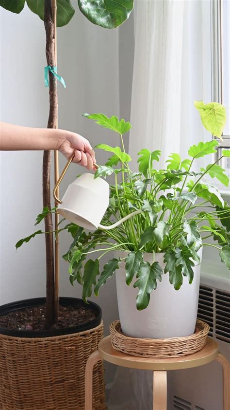 Watering indoor plants | Hanging plants, Plants, Small garden design