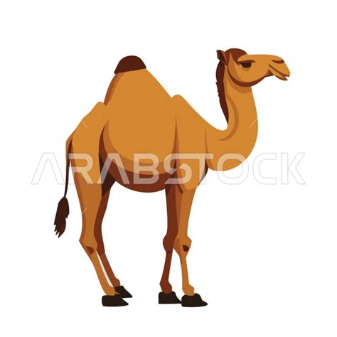 Desert Ship On White Background Illustrations Of Camel Tits 3D