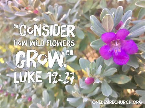 Consider How Wildflowers Grow Luke 12 27 OneDesireChurch