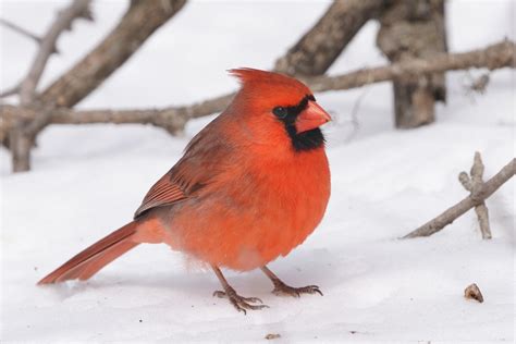 Northern Cardinal DSC07122 Dana Siefer Flickr