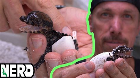 Captive Born Dwarf Caiman Hatching This Is Incredible Youtube