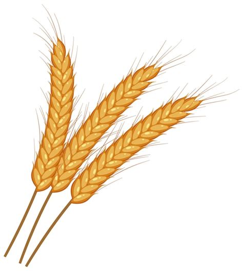 Premium Vector Wheat Ears Spikelets With Grains Vector