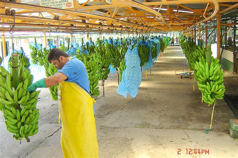 Caribbean Costaricans Pineapple Tour: Autocthonous Pineapple Plantation Tour