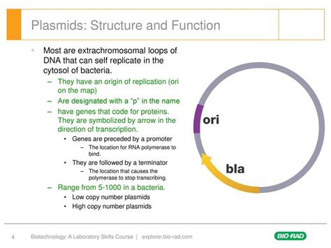 Bacterial Plasmid Structure