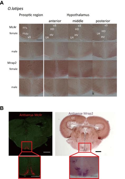 Figure S2 2 Whole Mount In Situ Hybridization Detection Of Mc4r And Download Scientific Diagram