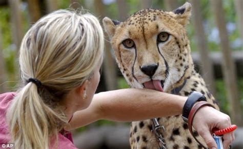 Nervous Cheetahs Get A Helping Paw From Companion Dogs As They Battle