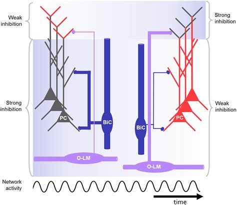 Frontiers Dendritic Inhibition Mediated By O Lm And Bistratified