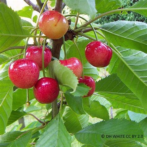 Cherry Sweetheart 2yr Semi Dwarf Tree On Vsl 2 Rootstock Bunkers