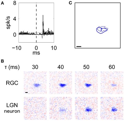 Typical Example Of An Rgc Lgn Neuron Pair With Rfs Of The Same Response