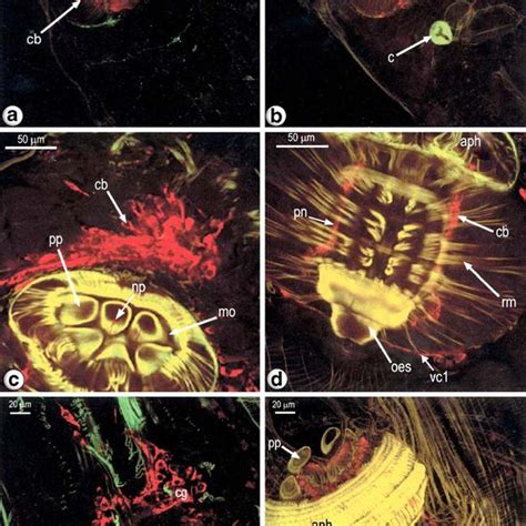 A F Confocal Scanning Laser Micrographs Of The Anterior Region Of M