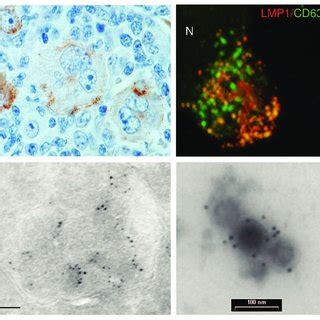 Lmp Reduces Cd Surface Expression A Hek Cells Labeled For