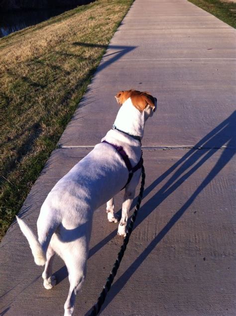 Waggin Tails Pet Sitting We Are Enjoying This Beautiful Morning