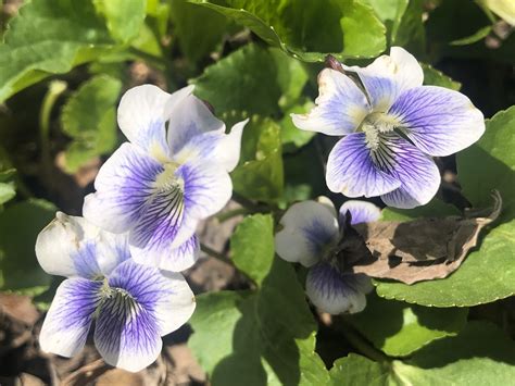 Wisconsin Wildflower | Wood Violet | Viola papilionacea| The Wisconsin state flower