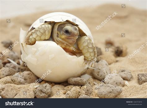 Cute Baby Sulcata Tortoise