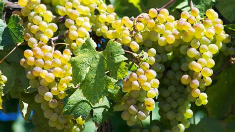 Vermentino Rolle White Wine Grape Variety