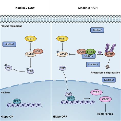 Kindlin 2 Inhibits The Hippo Signaling Pathway By Promoting Degradation