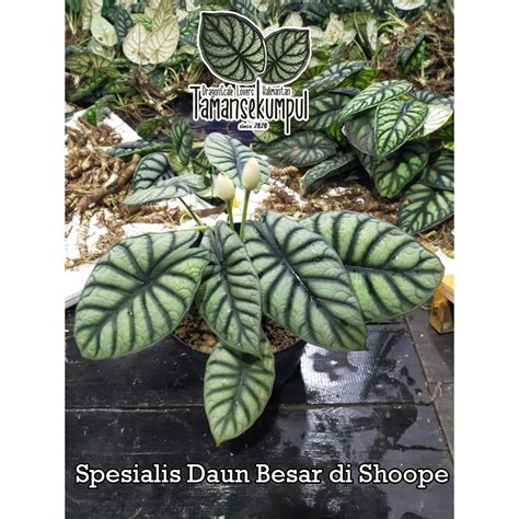 Jual Cabutan Hutan Daun Big Leaf Alocasia Dragon Silver Dragon