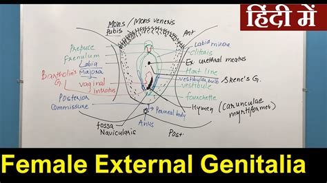 Female External Anatomy