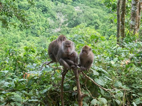 Pusuk Pass And The Tame Monkey In Lombok Gerbang Wisata