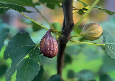 Picking Perfect Figs How To Tell When Figs Are Ripe The Fruit Grove