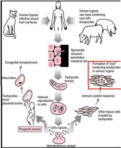 Toxoplasma Flashcards