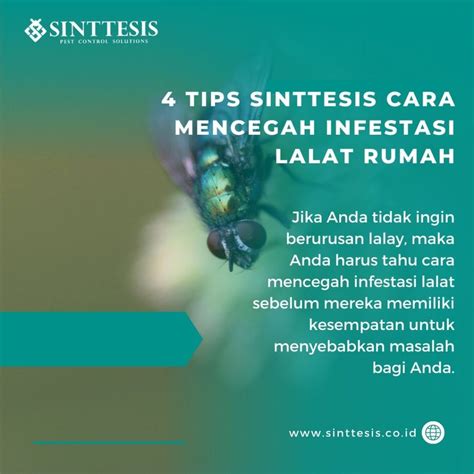 4 Tips Sinttesis Cara Mencegah Infestasi Lalat Rumah Sinttesis