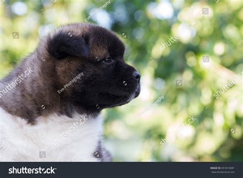 American Akita Cute Puppy Outside Sunlight Stock Photo 691810081