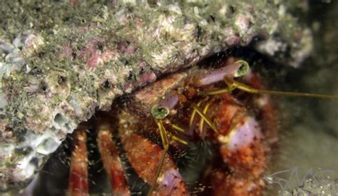 Mauve Eyed Hermit Crab Dardanus Crassimanus Inaturalist