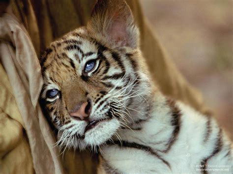 Tiger Cub Wallpapers Wallpaper Cave