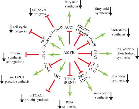 The Strange Case Of Ampk And Cancer Dr Jekyll Or Mr Hyde Open Biology