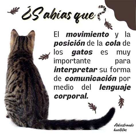 Lenguaje felino Cómo interpretan los gatos las emociones