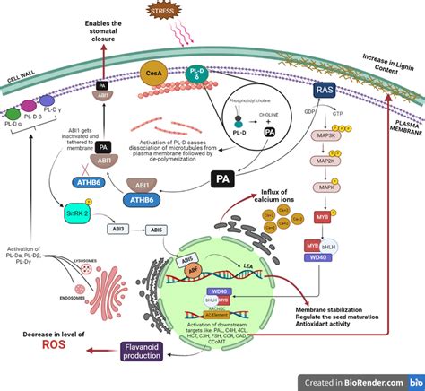 Schematic Representation Of Different Responses Activated Via